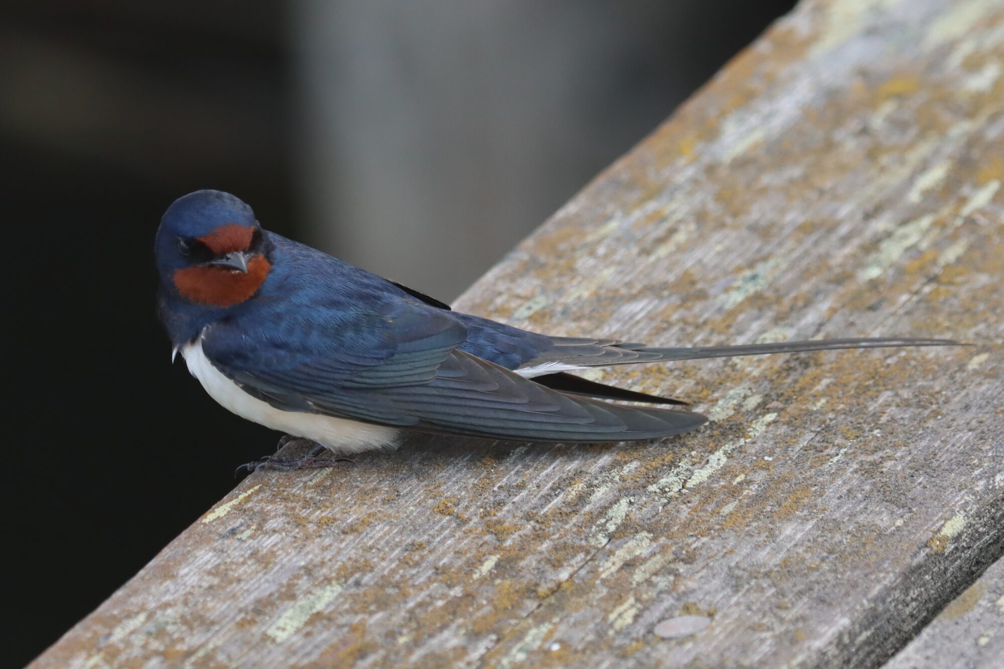Valokuvaaja: Susanna Hannula