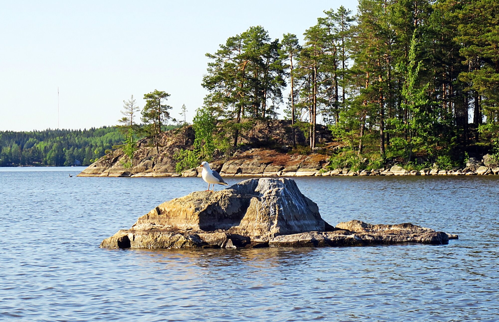 Valokuvaaja: Kati Westerlund