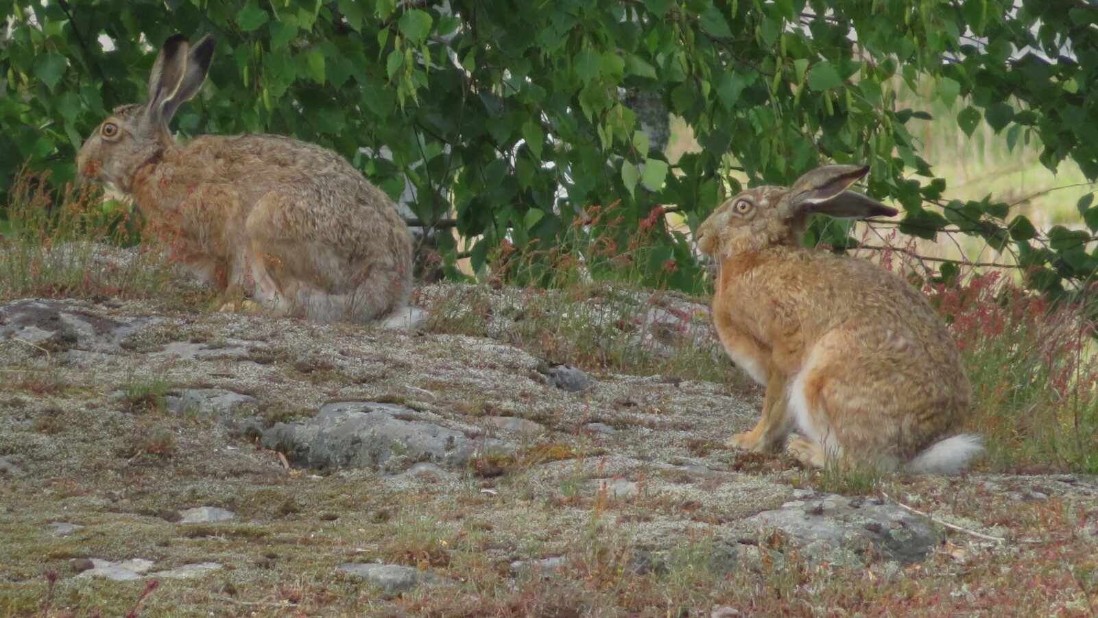 Valokuvaaja: Risto Kangassalo