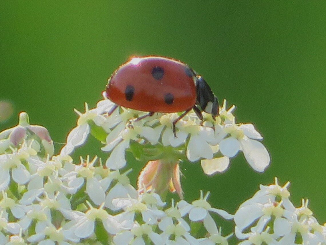 Valokuvaaja: Risto Kangassalo
