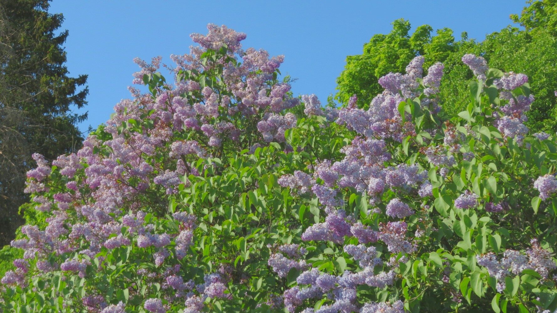 Valokuvaaja: Risto Kangassalo