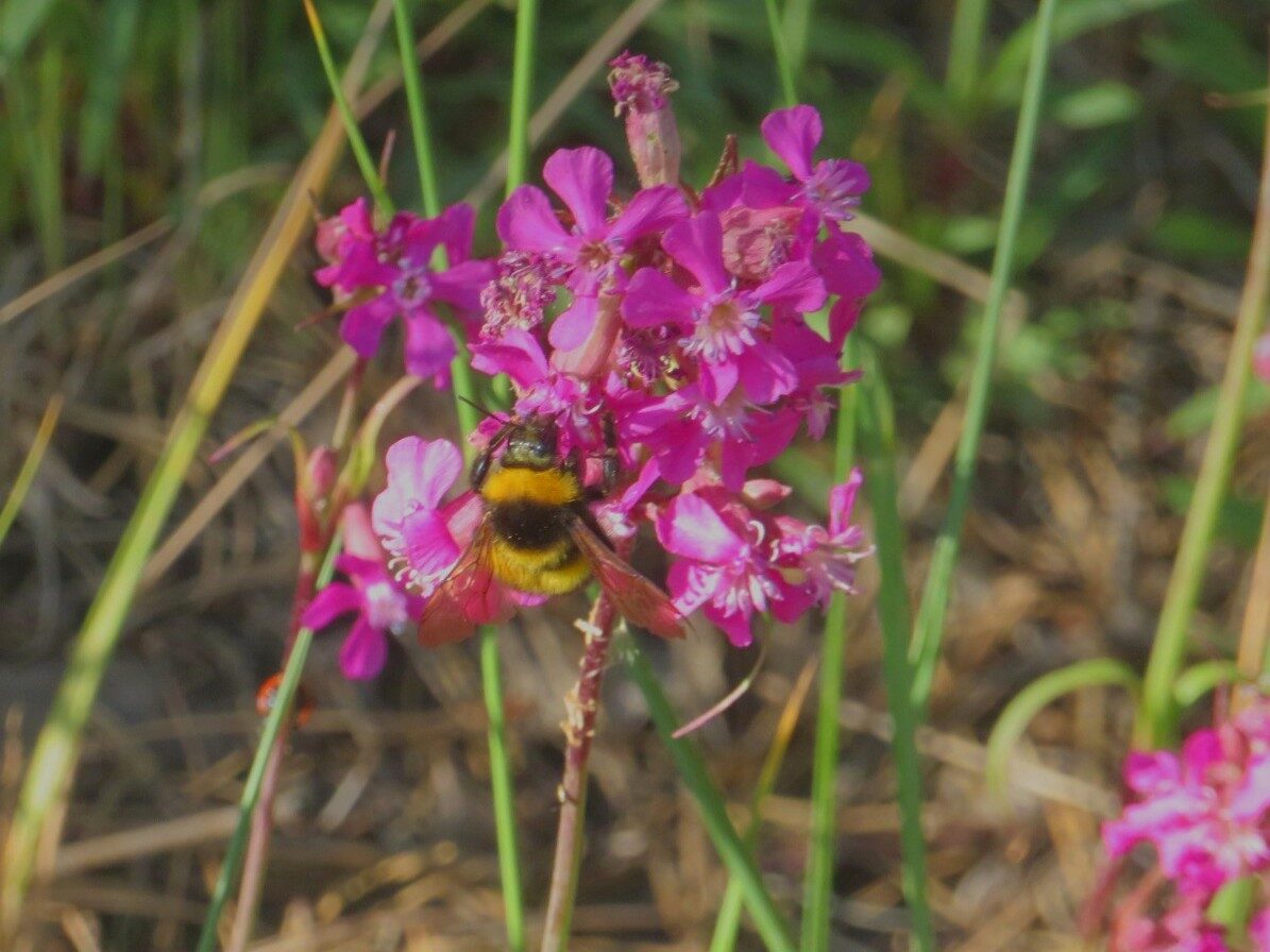 Valokuvaaja: Risto Kangassalo