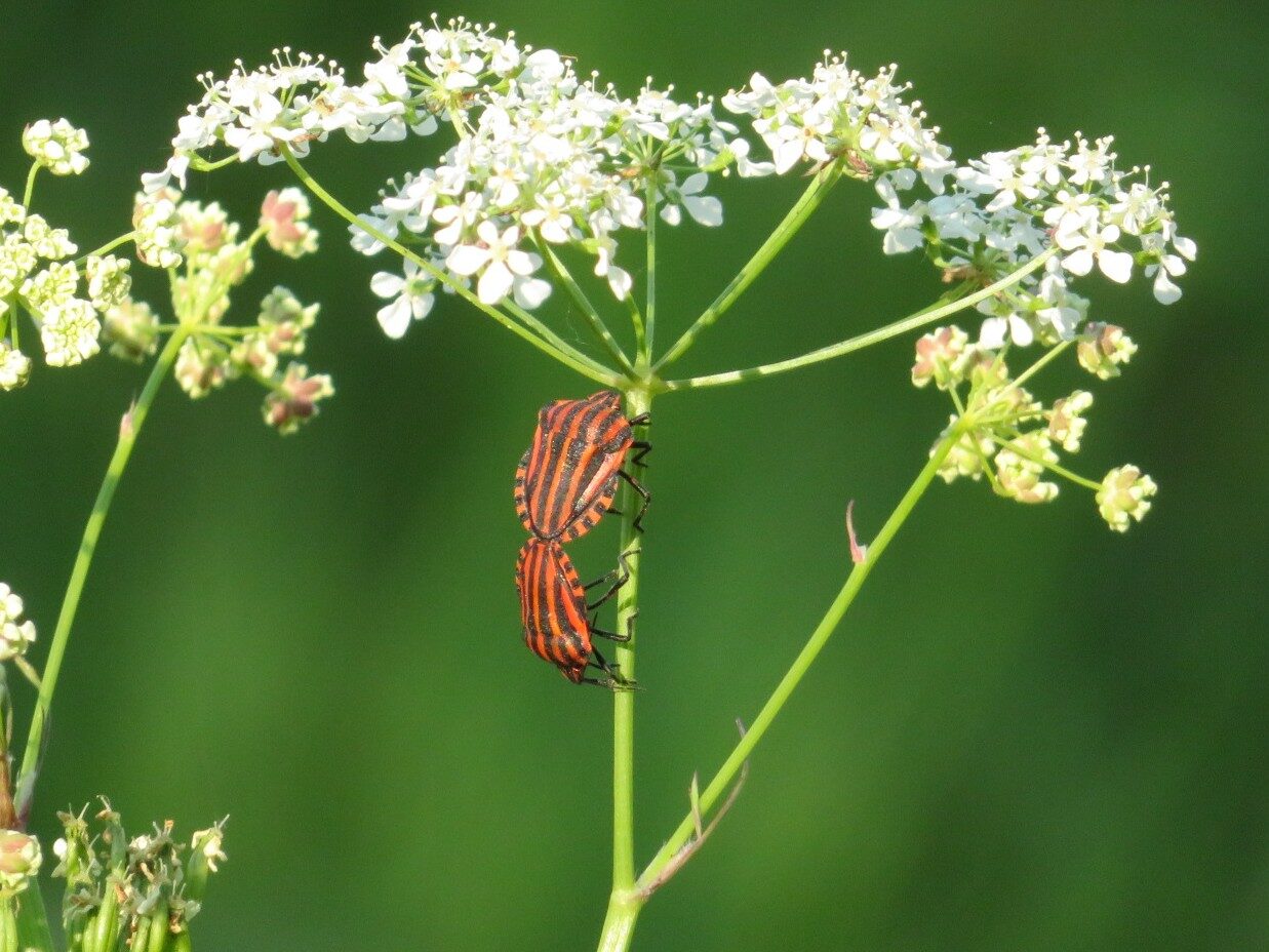 Valokuvaaja: Risto Kangassalo