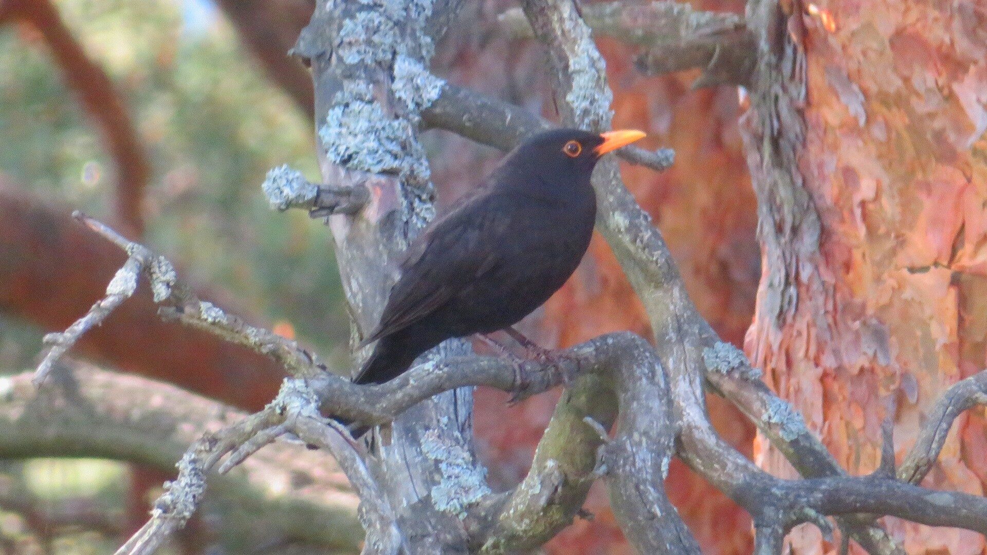 Valokuvaaja: Risto Kangassalo