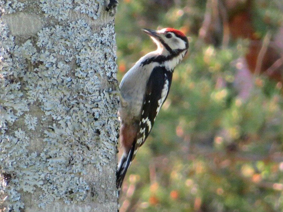 Valokuvaaja: Risto Kangassalo