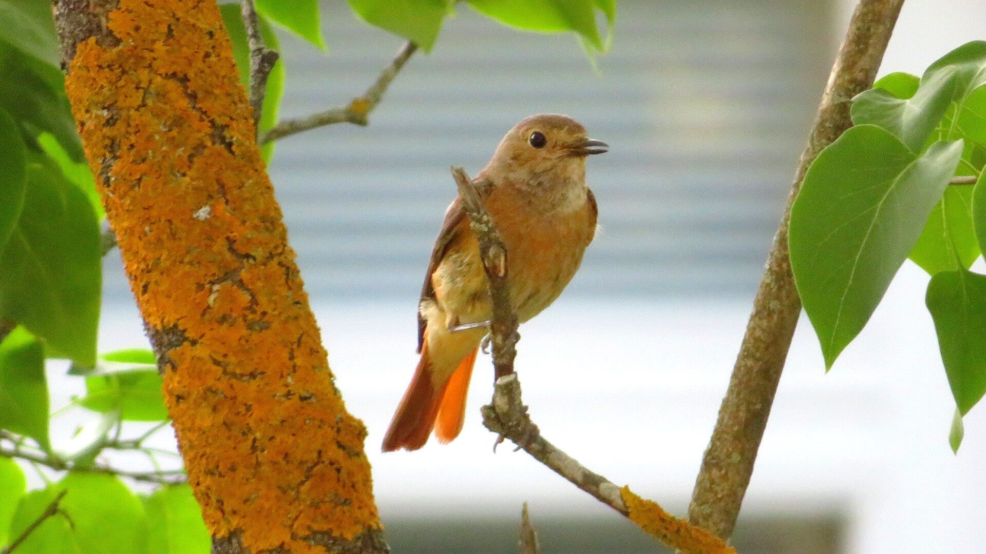Valokuvaaja: Risto Kangassalo