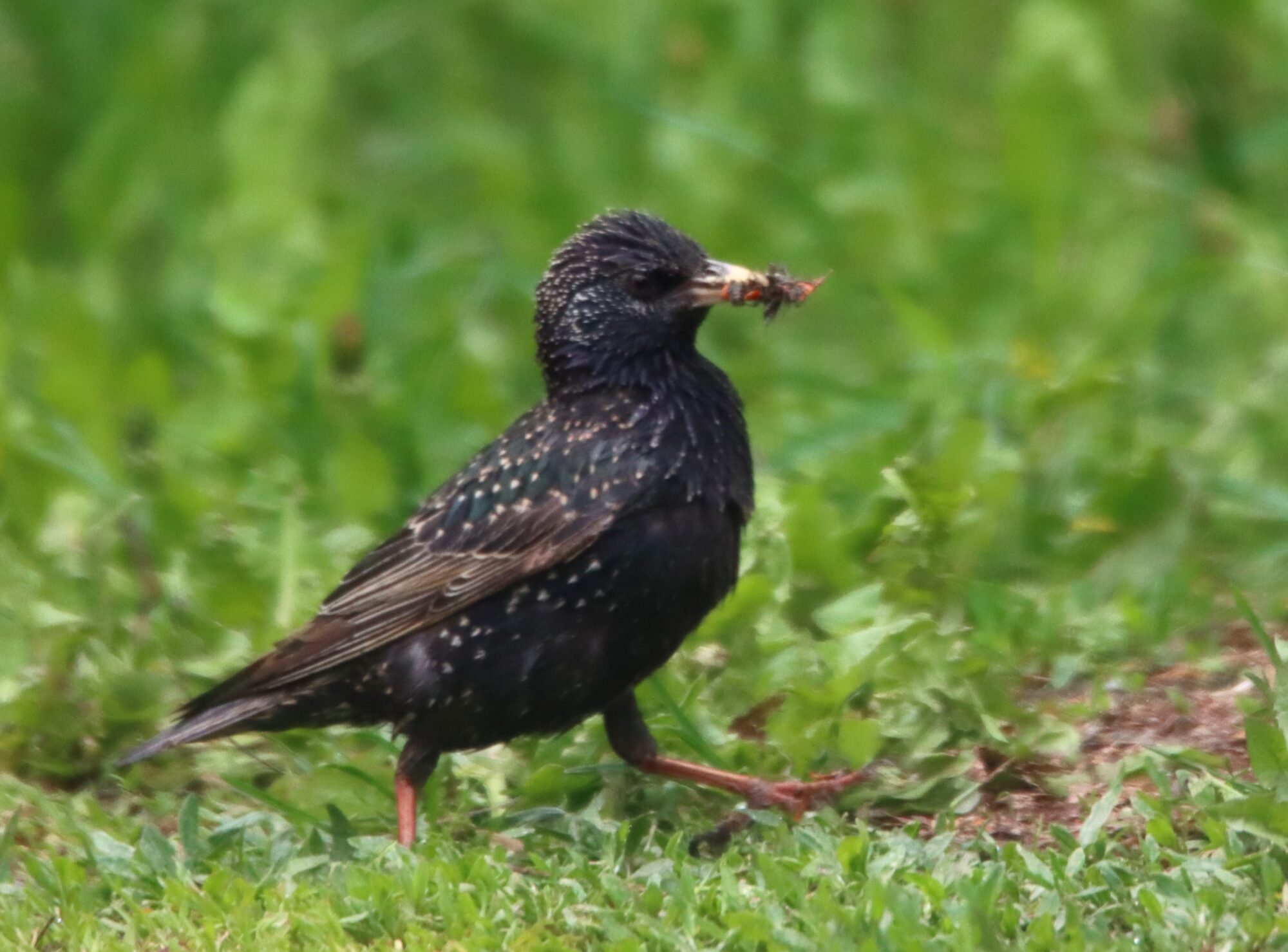 Valokuvaaja: Irja Lehtinen