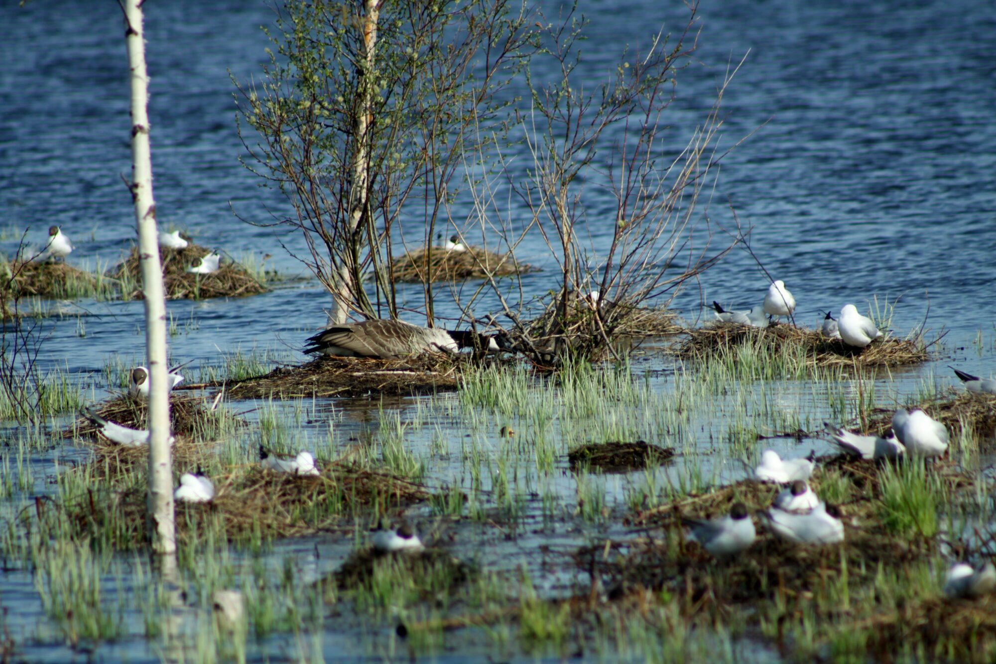 Valokuvaaja: Pirkko Siukonen Valokuvaaja: Pirkko Siukonen