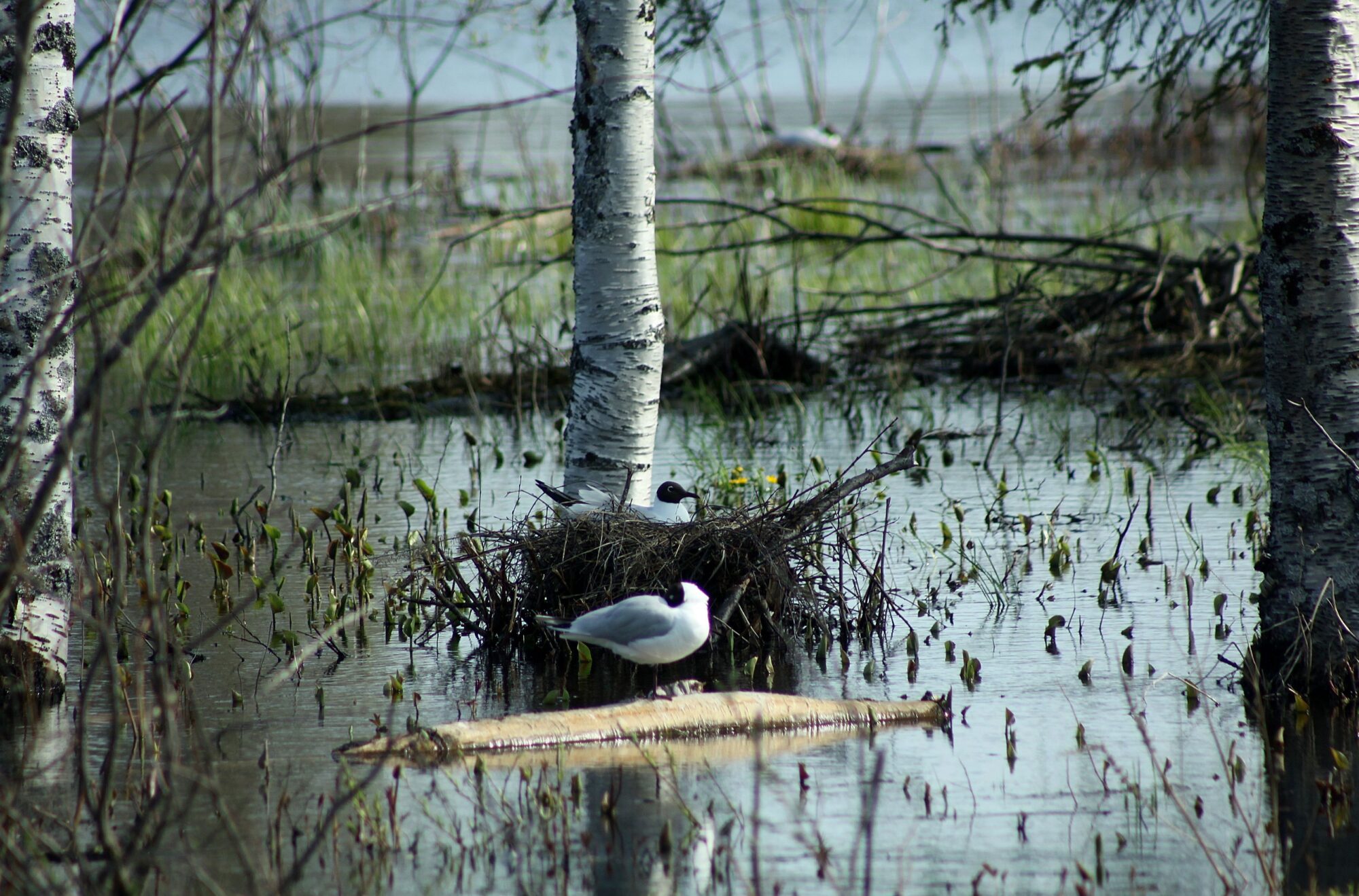 Valokuvaaja: Pirkko Siukonen