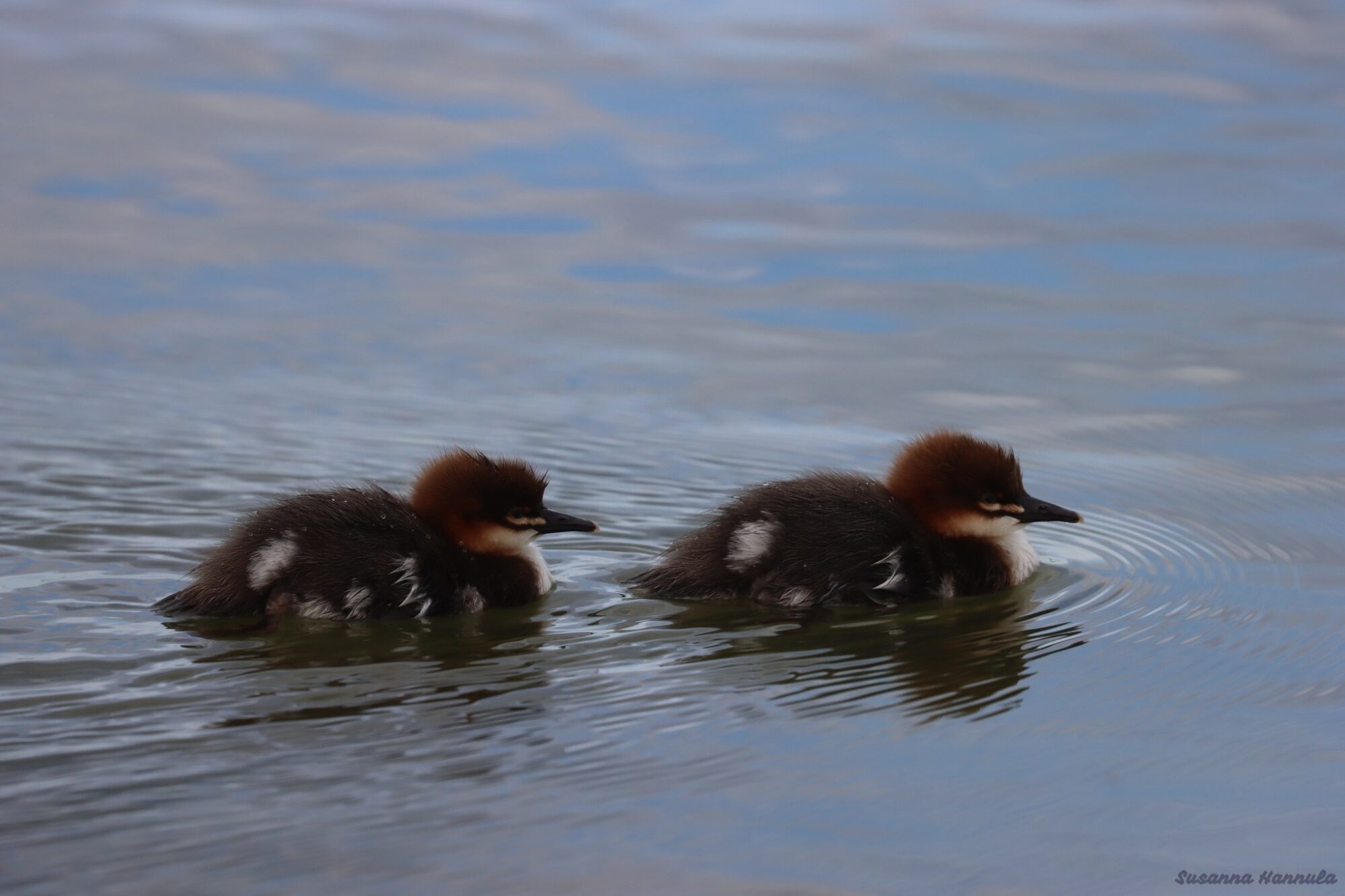 Valokuvaaja: Susanna Hannula