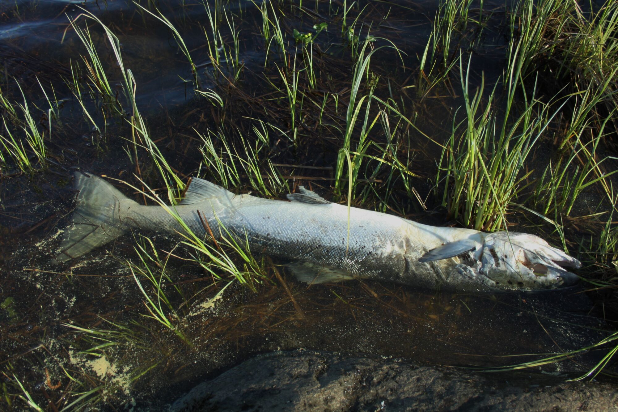 Valokuvaaja: Pirkko Siukonen