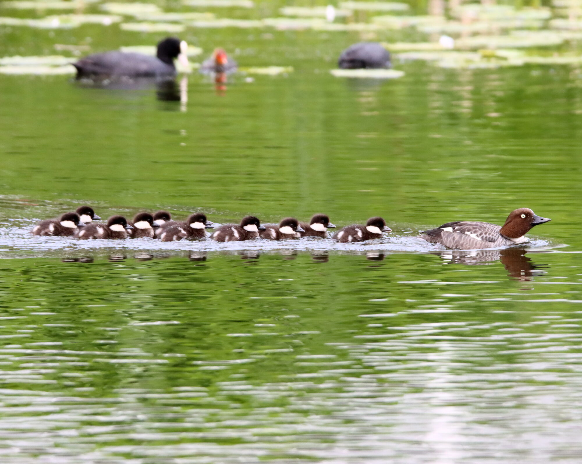 Valokuvaaja: Irja Lehtinen