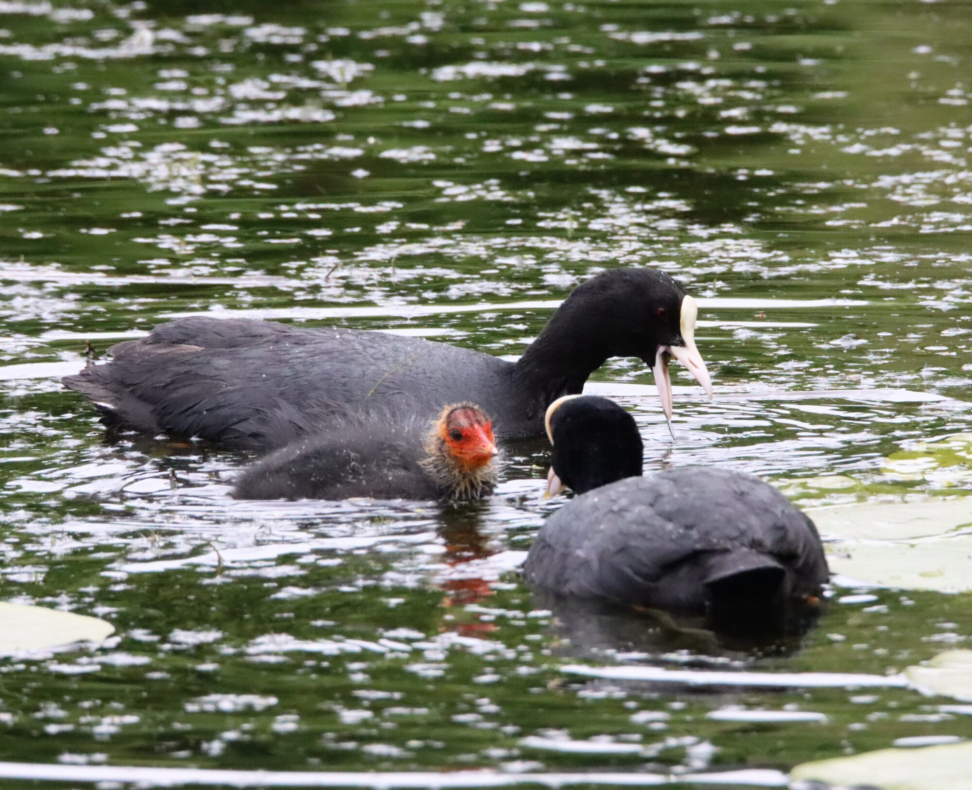 Valokuvaaja: Irja Lehtinen