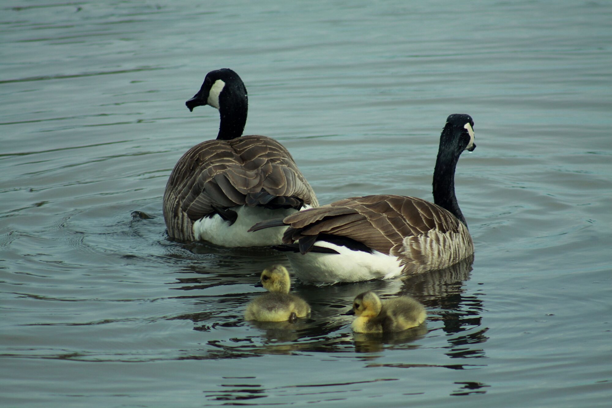 Valokuvaaja: Pirkko Siukonen