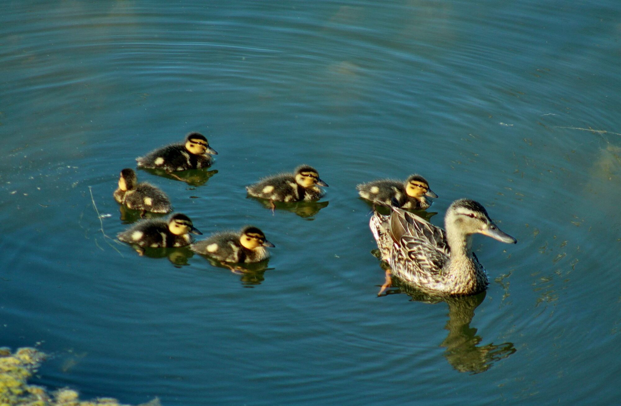 Valokuvaaja: Pirkko Siukonen