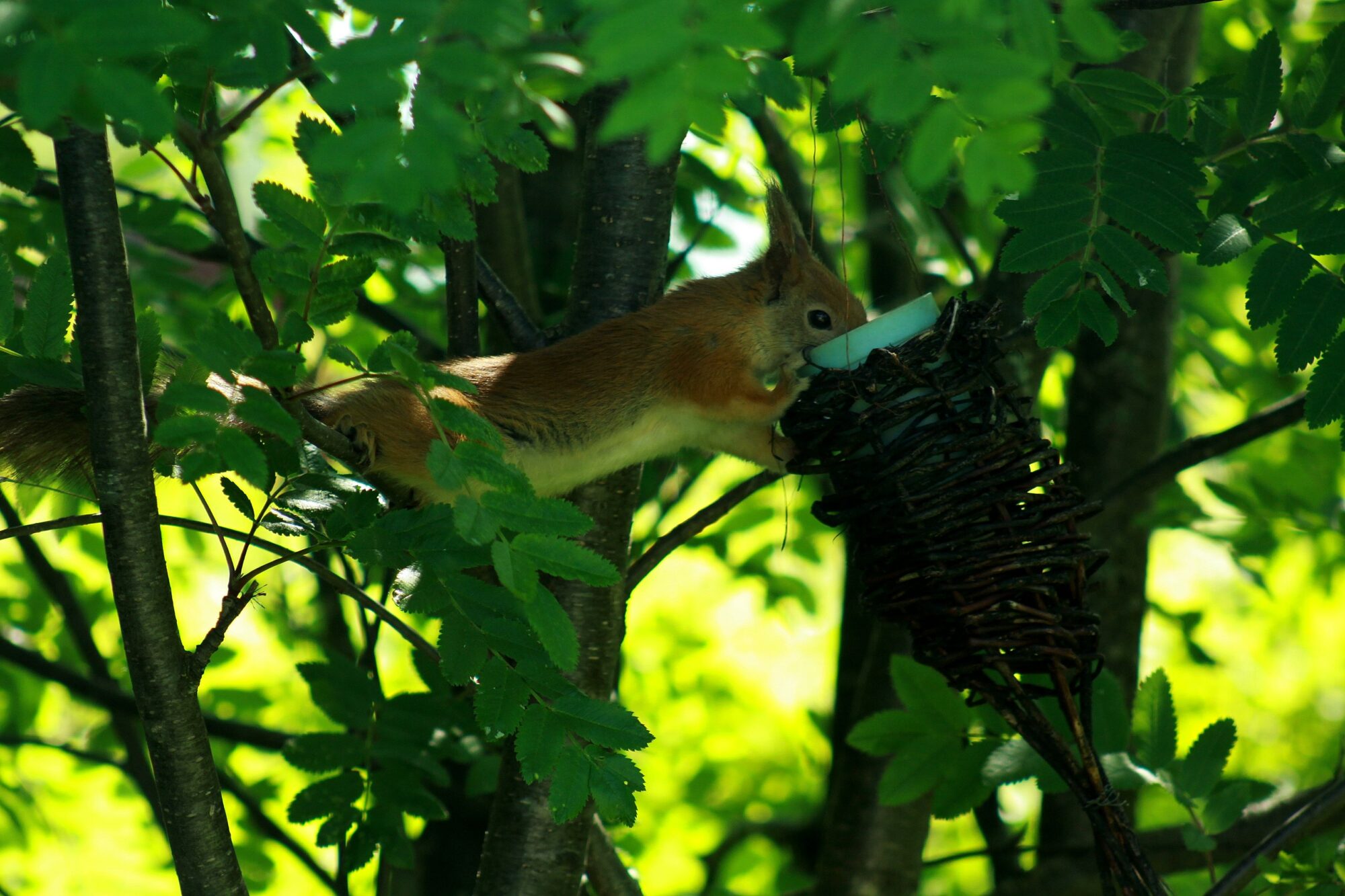 Valokuvaaja: Pirkko Siukonen