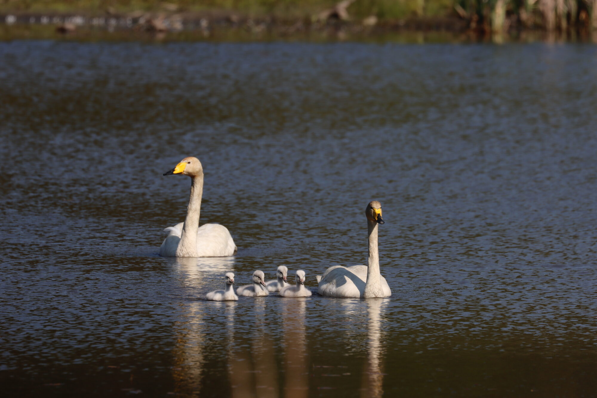 Valokuvaaja: Susanna Hannula