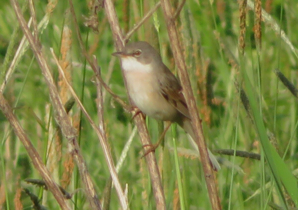 Valokuvaaja: Risto Kangassalo