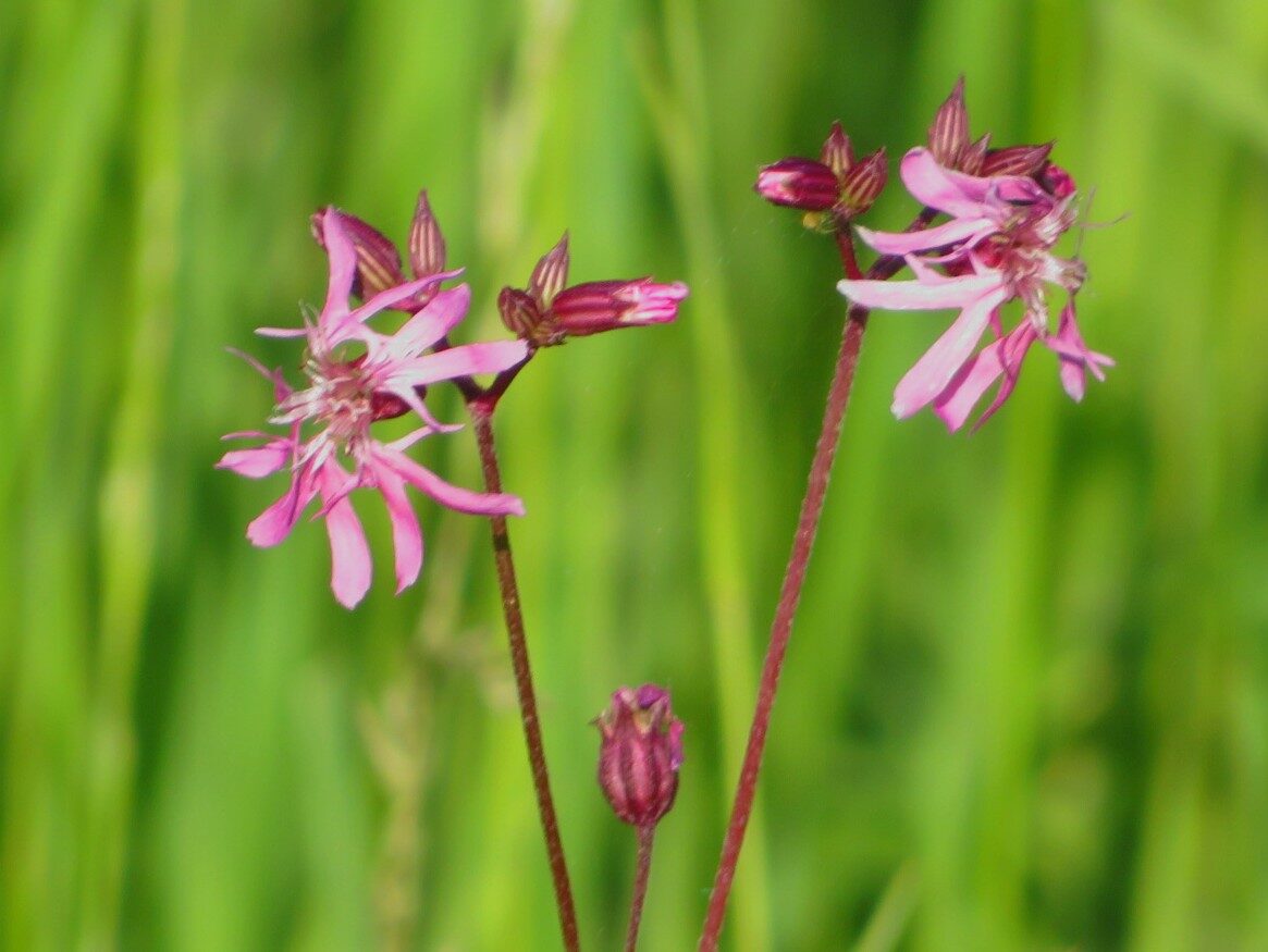 Valokuvaaja: Risto Kangassalo