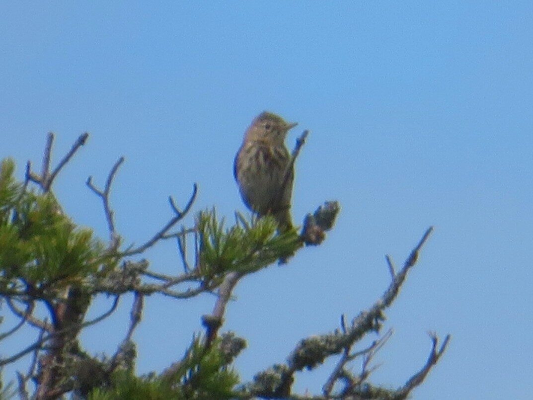 Valokuvaaja: Risto Kangassalo