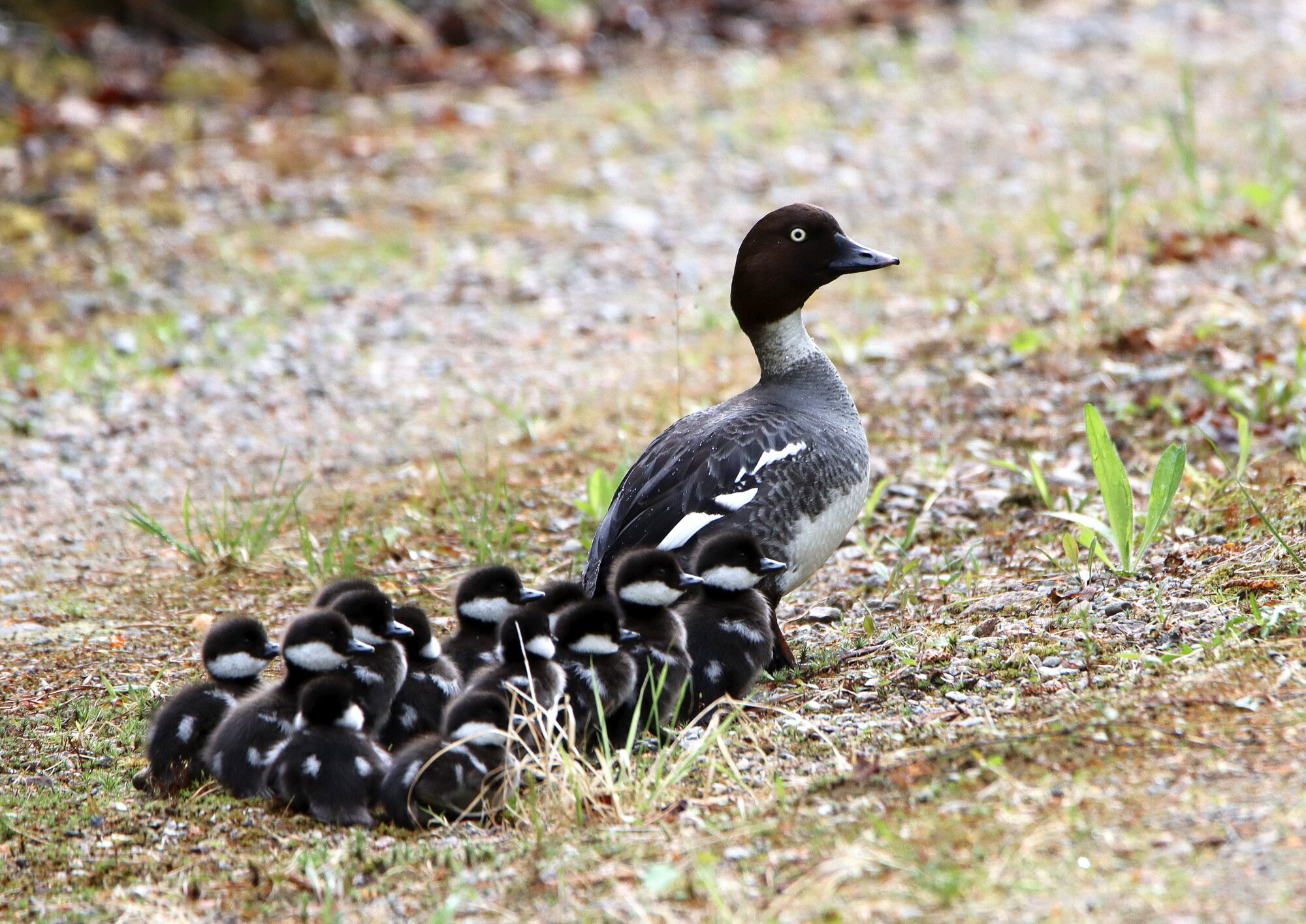 Valokuvaaja: Hannu Rasiranta