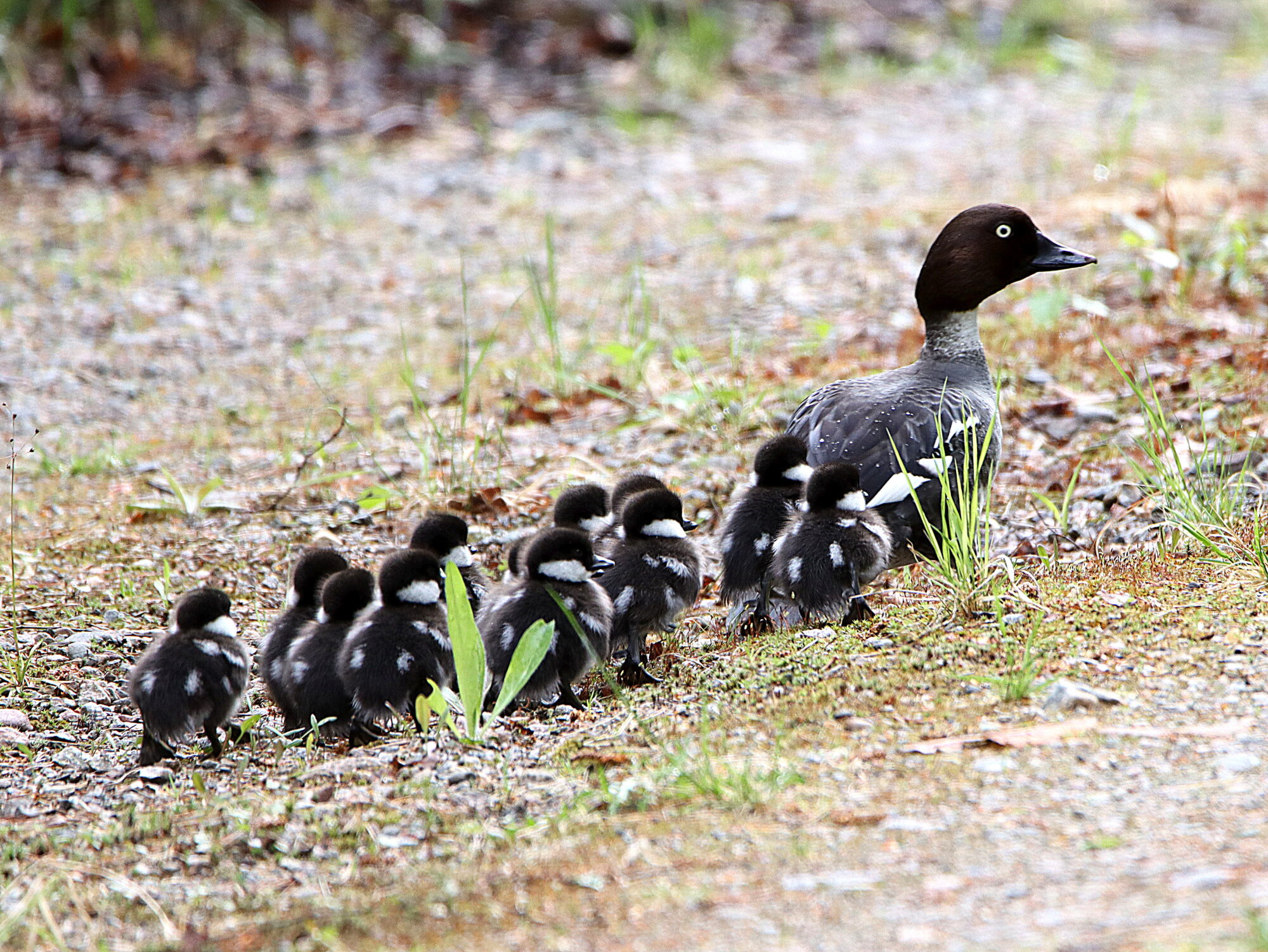 Valokuvaaja: Hannu Rasiranta