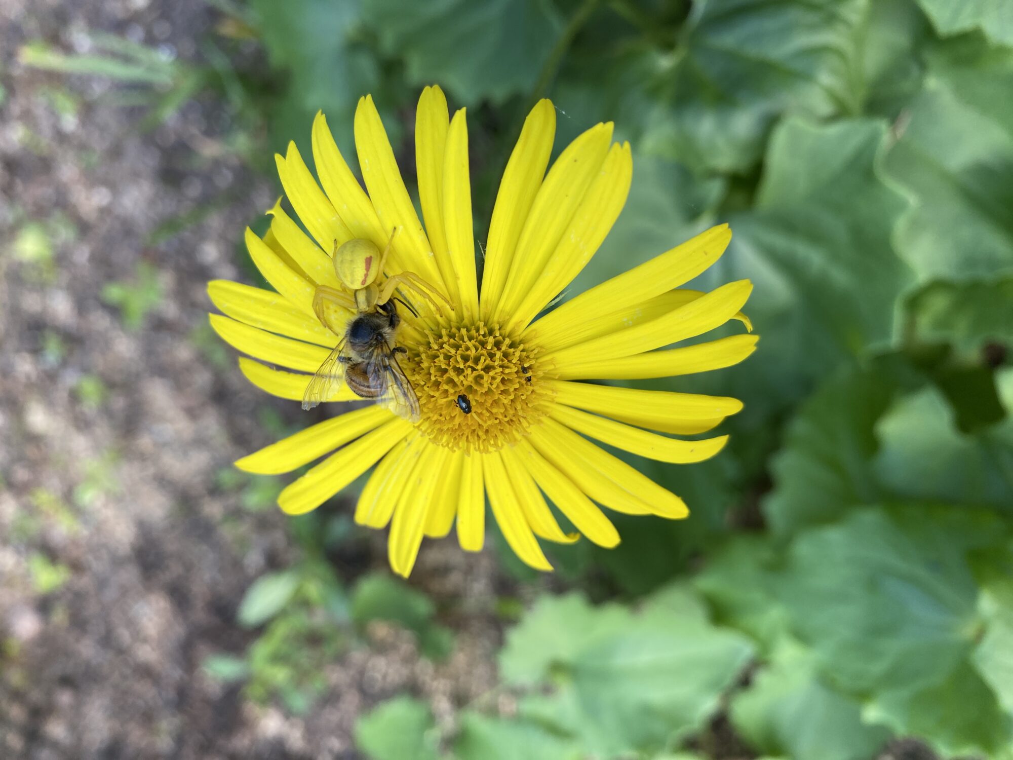 Valokuvaaja: Pirkko Stening