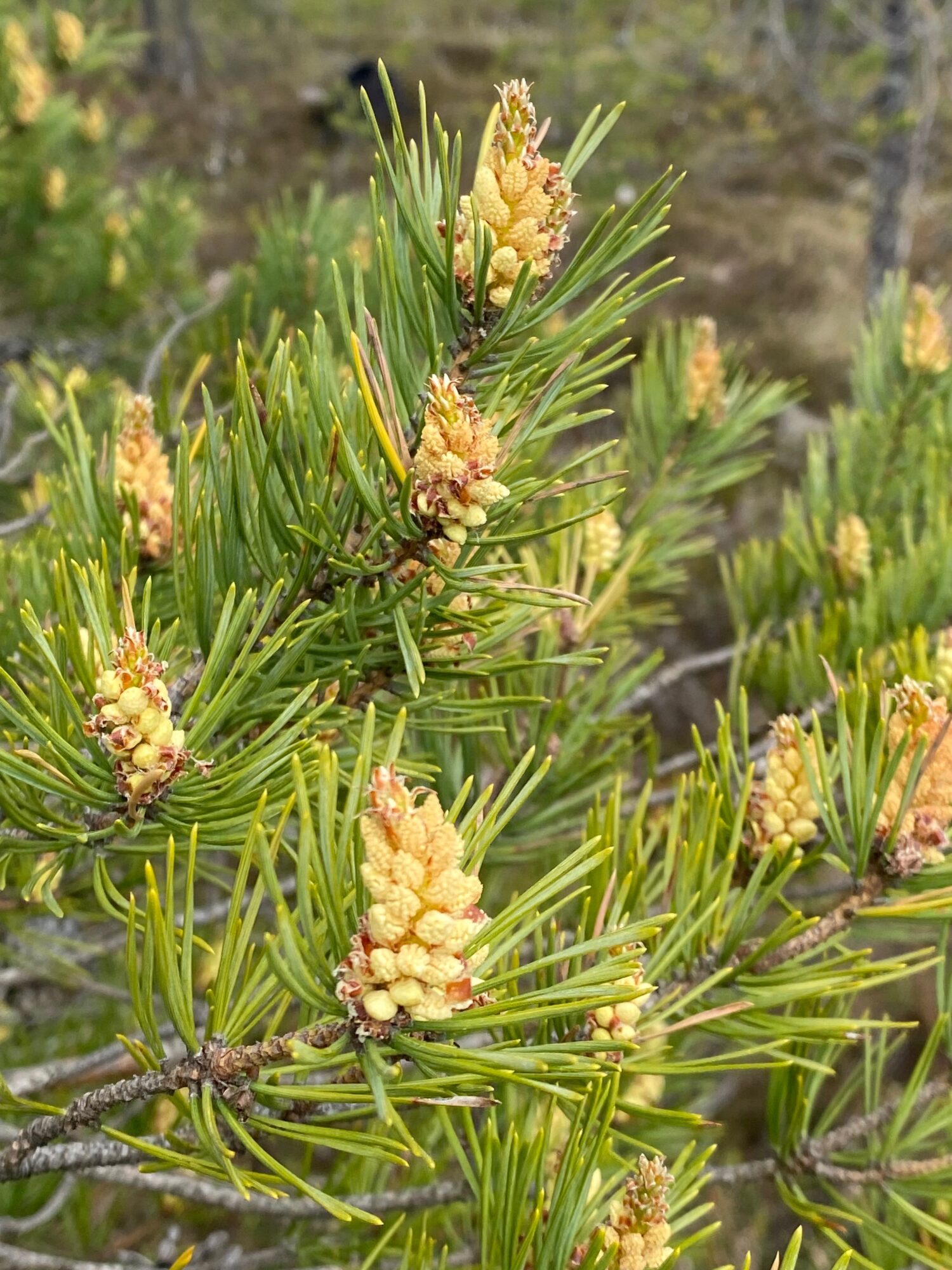 Valokuvaaja: Markku Ranta-Eilola