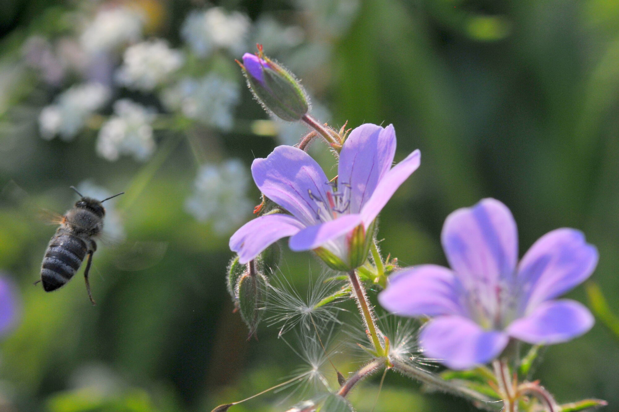 Valokuvaaja: Kaarlo Asikainen