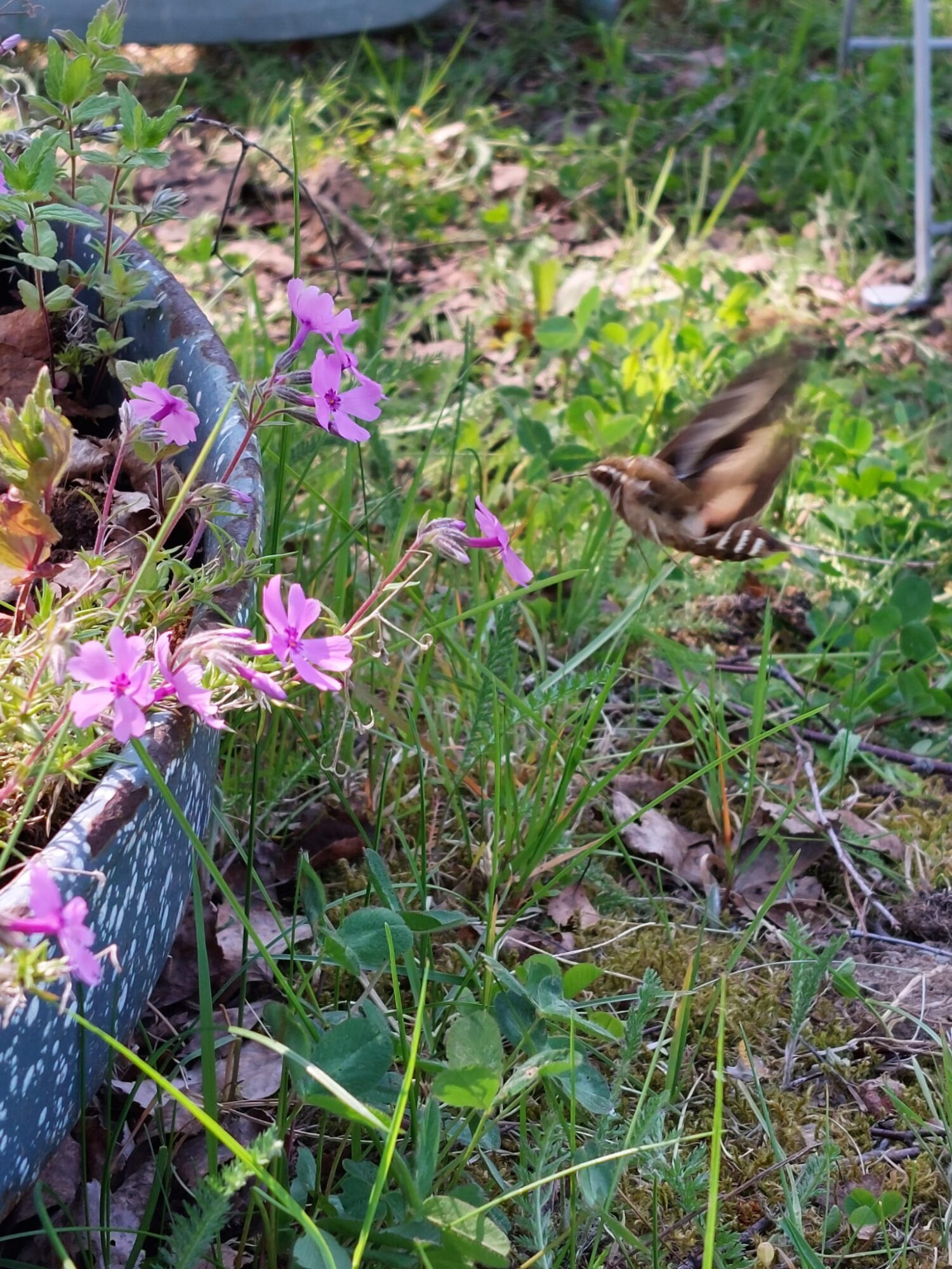 Valokuvaaja: Sirpa Jauhiainen