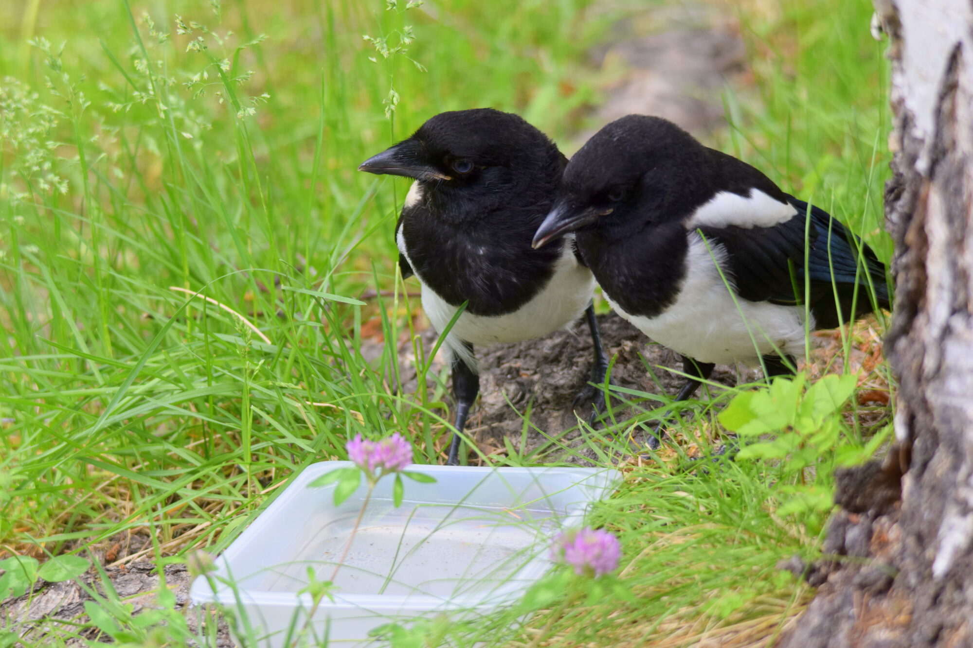 Valokuvaaja: Kaarlo Asikainen