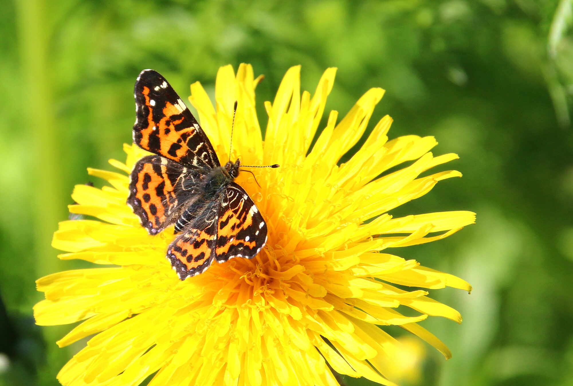 Valokuvaaja: Tuukka Pahtamaa