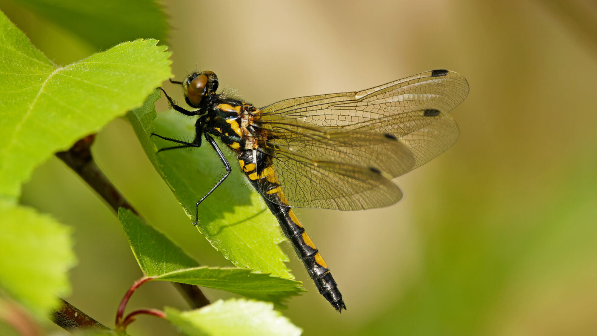 Valokuvaaja: TOMMI KUJALA