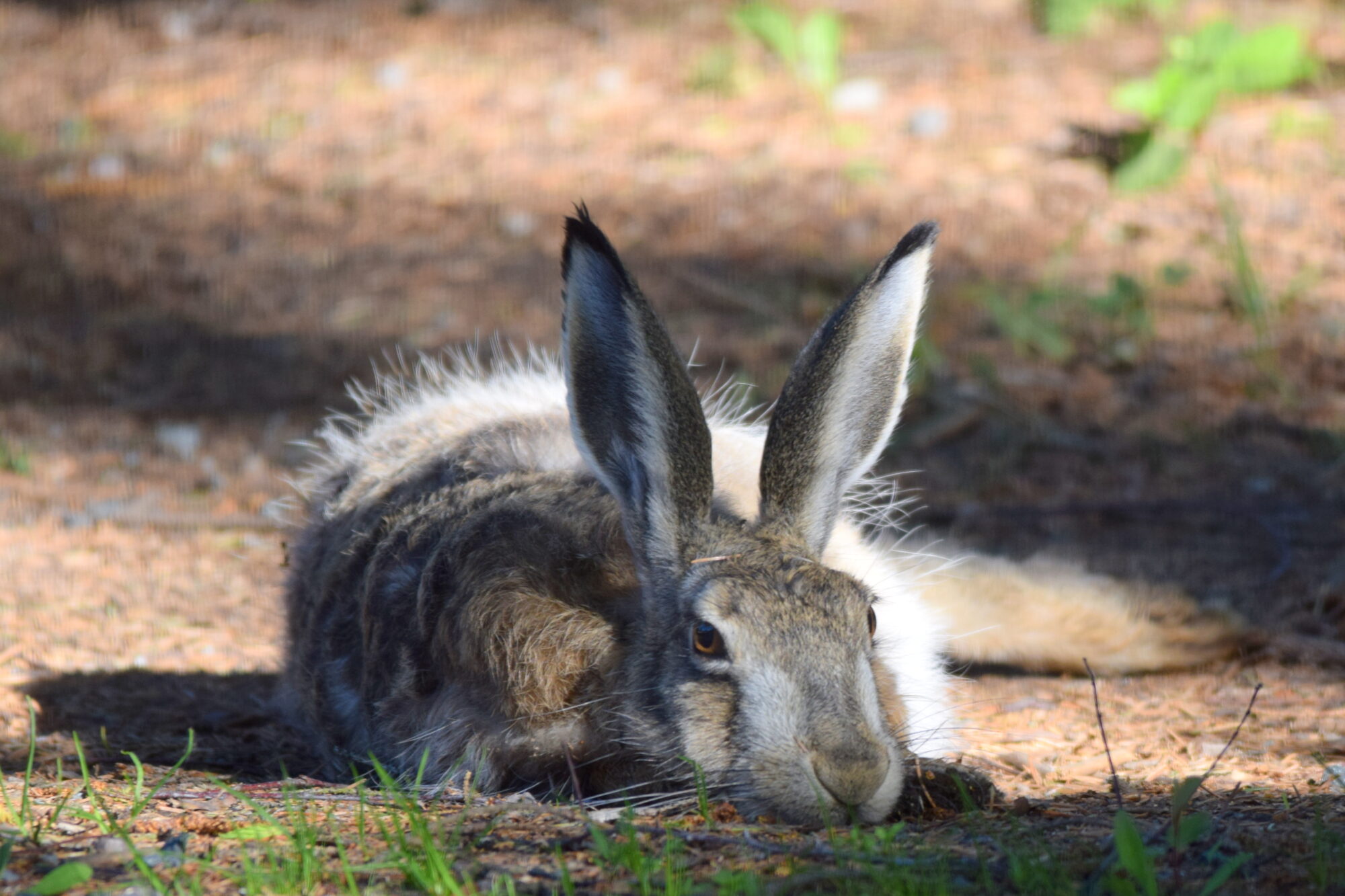 Valokuvaaja: Kaarlo Asikainen
