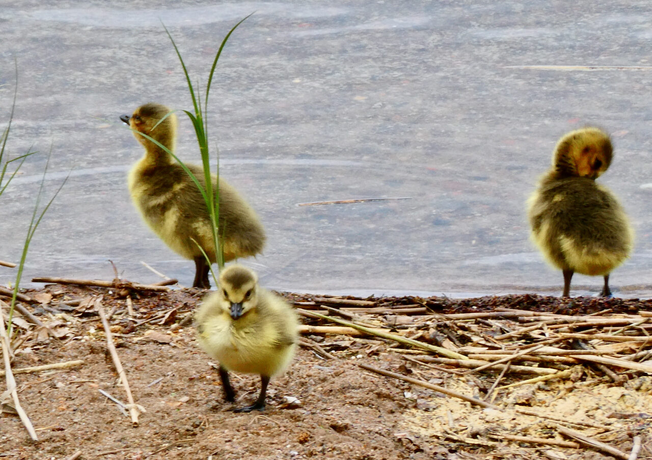 Valokuvaaja: Liisa Niiva-Korpela