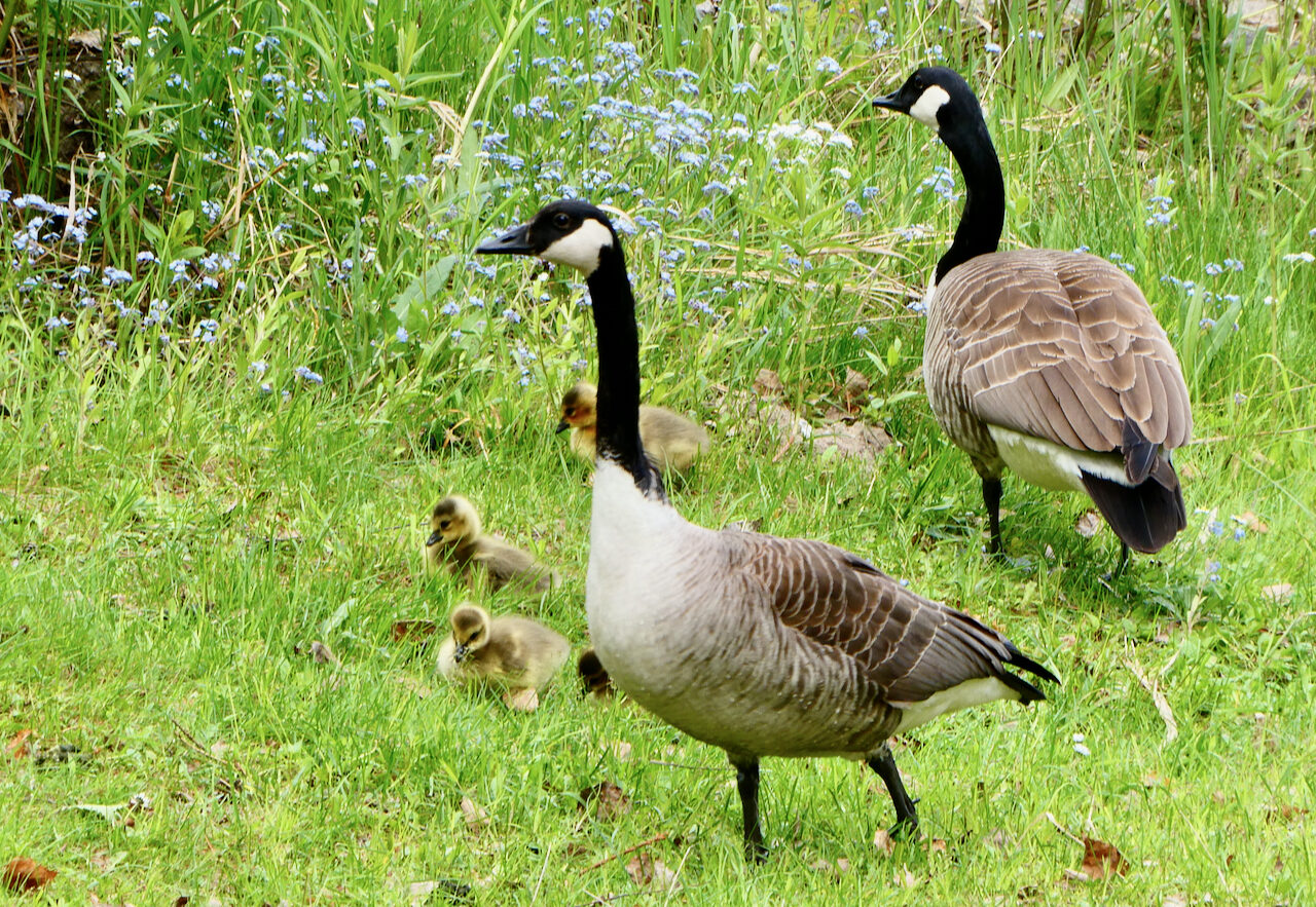 Valokuvaaja: Liisa Niiva-Korpela