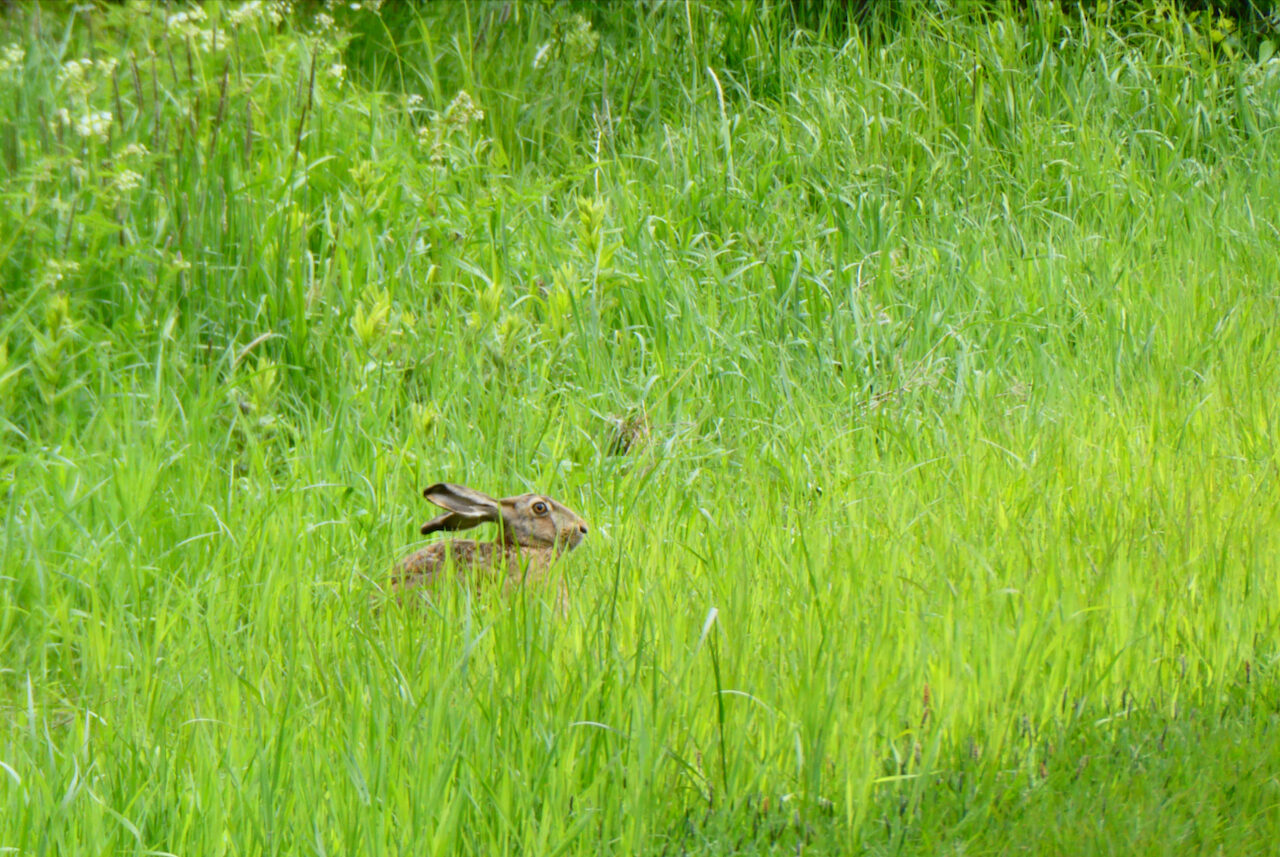 Valokuvaaja: Liisa Niiva-Korpela