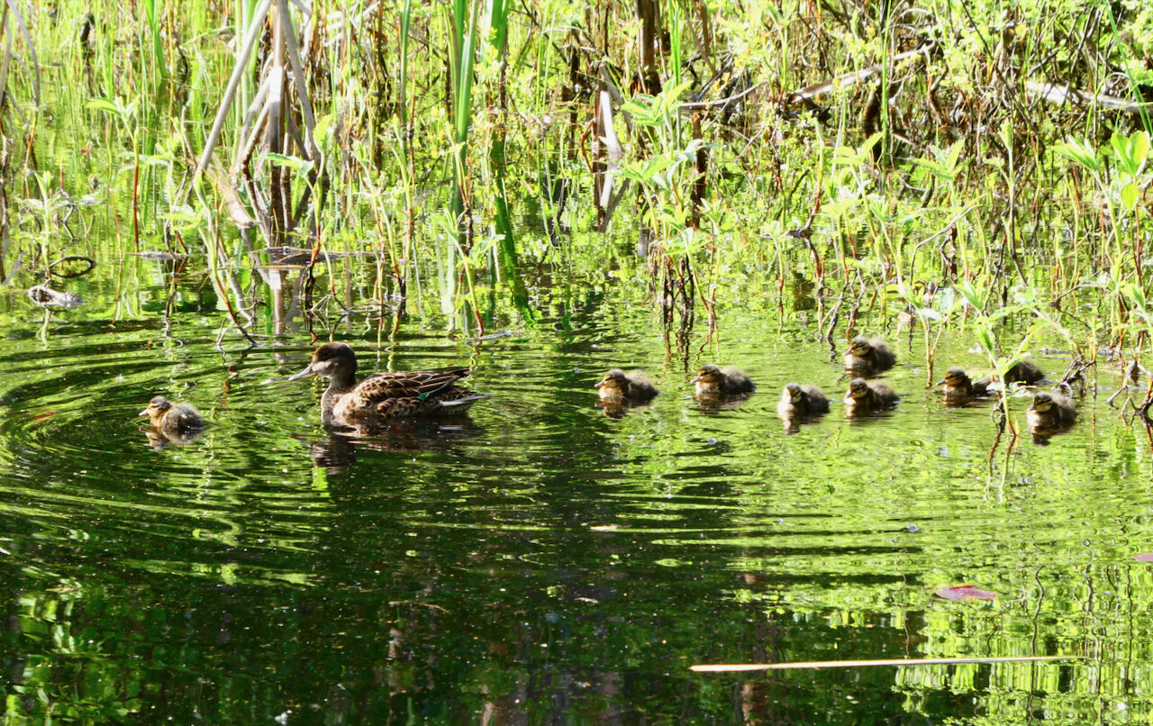 Valokuvaaja: Liisa Niiva-Korpela