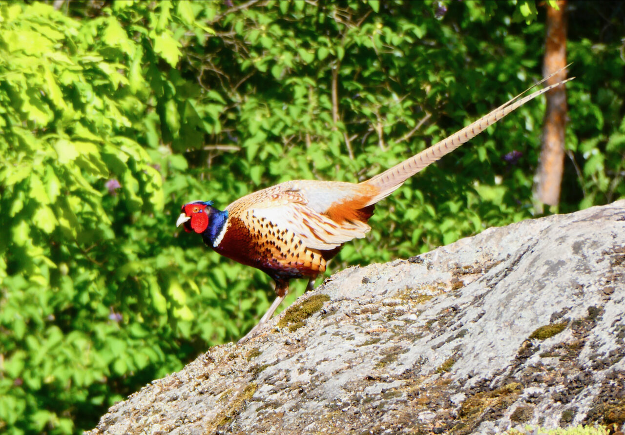 Valokuvaaja: Liisa Niiva-Korpela