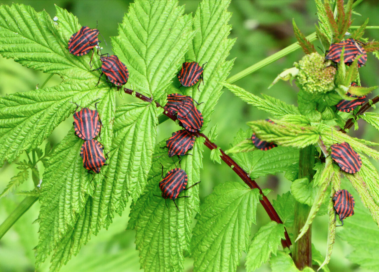Valokuvaaja: Liisa Niiva-Korpela