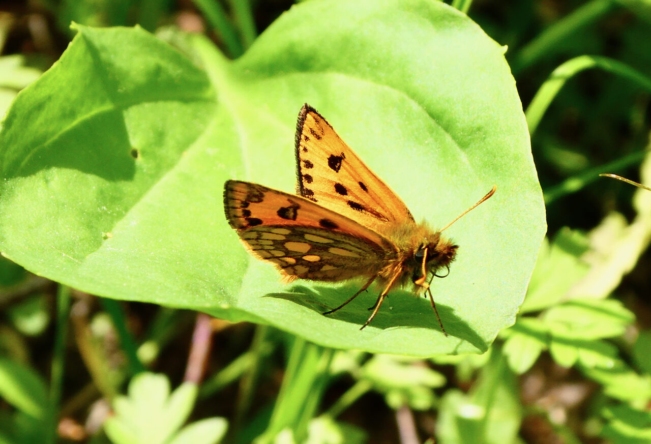 Valokuvaaja: Liisa Niiva-Korpela