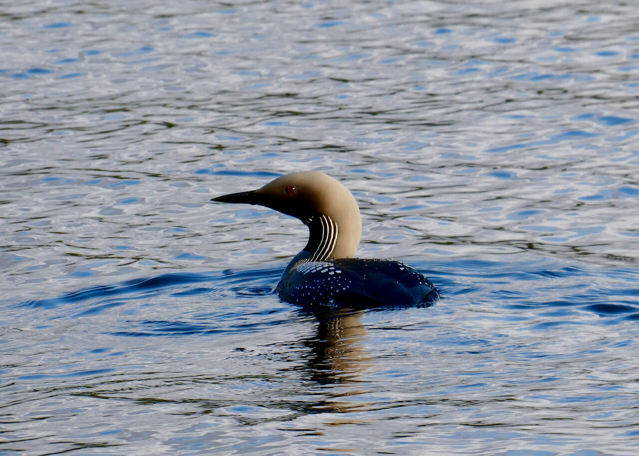 Valokuvaaja: Liisa Niiva-Korpela