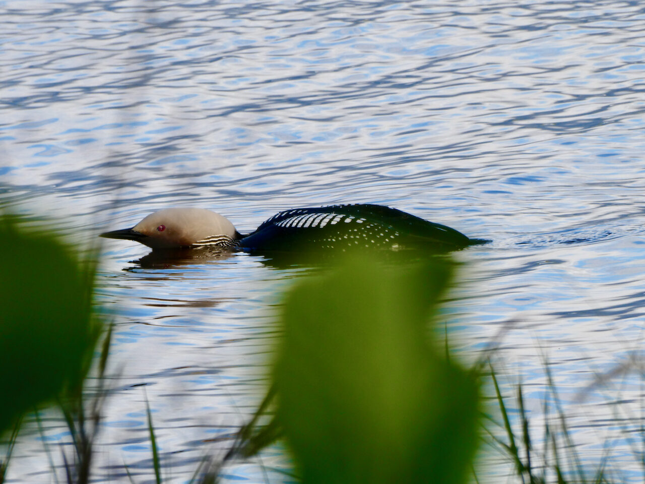 Valokuvaaja: Liisa Niiva-Korpela