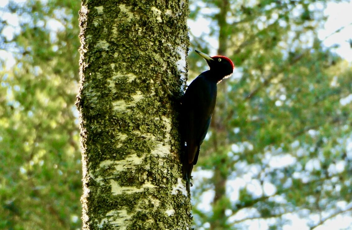 Valokuvaaja: Liisa Niiva-Korpela