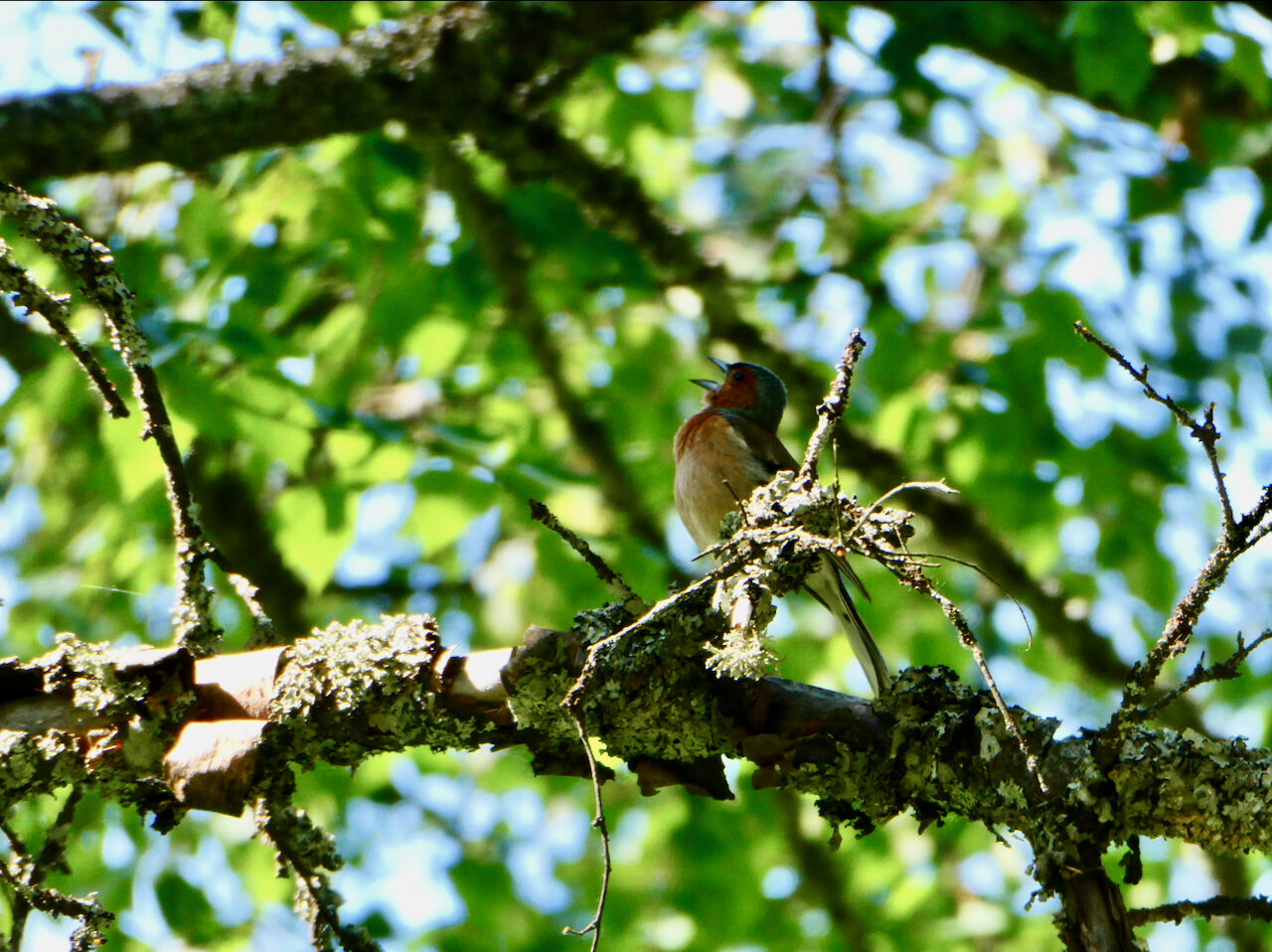 Valokuvaaja: Liisa Niiva-Korpela