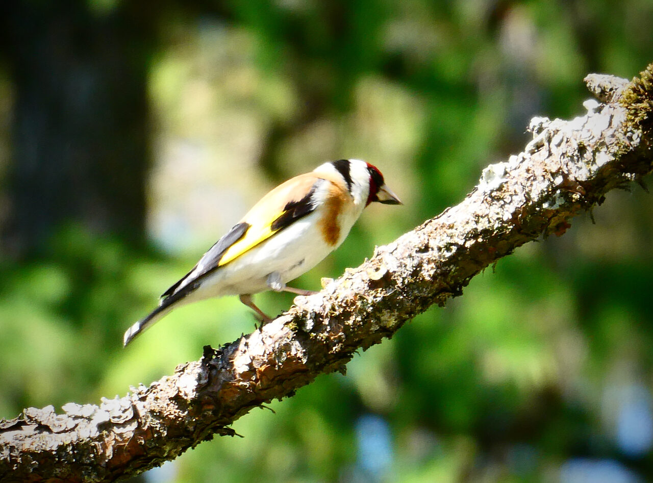Valokuvaaja: Liisa Niiva-Korpela