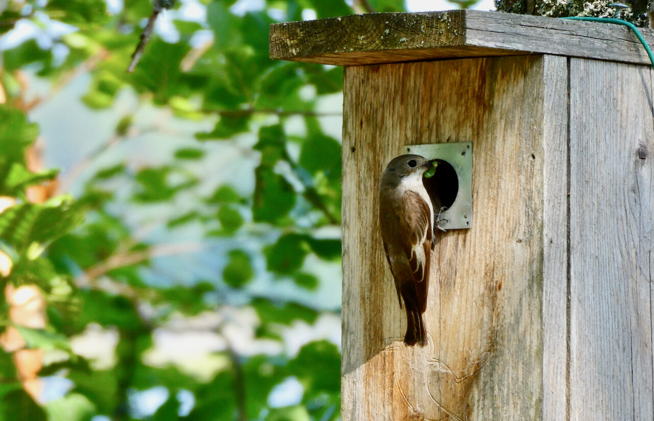 Valokuvaaja: Liisa Niiva-Korpela