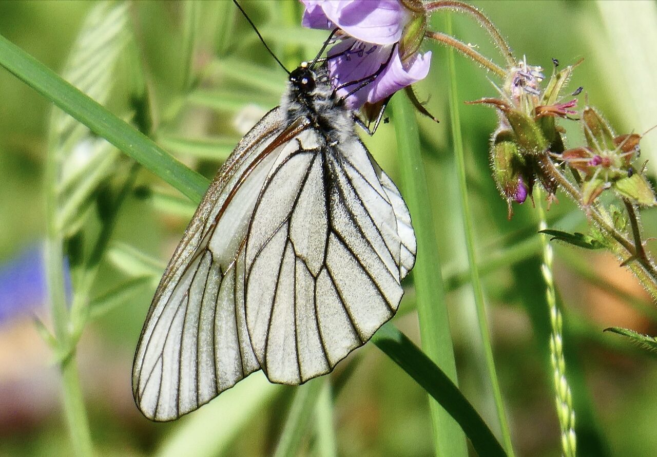 Valokuvaaja: Liisa Niiva-Korpela
