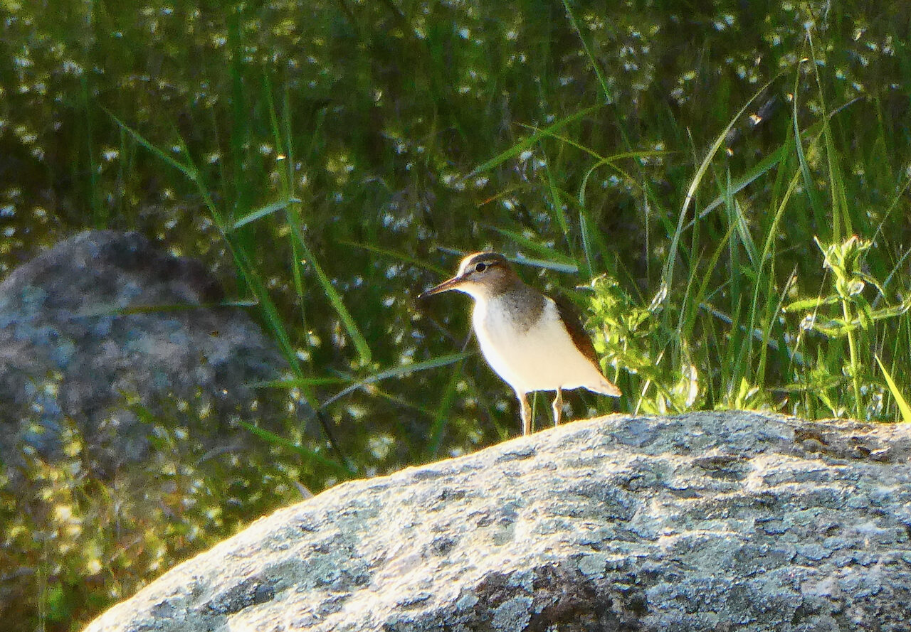 Valokuvaaja: Liisa Niiva-Korpela