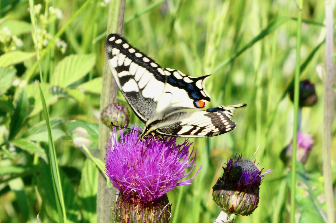 Valokuvaaja: Liisa Niiva-Korpela